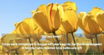 Lale---Tulpen-aus-der-Turkei_1365442073